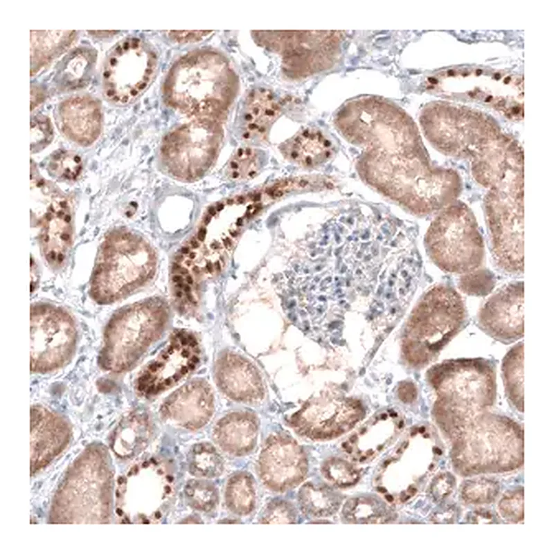 Merck Anti-EMX1 antibody produced in rabbit