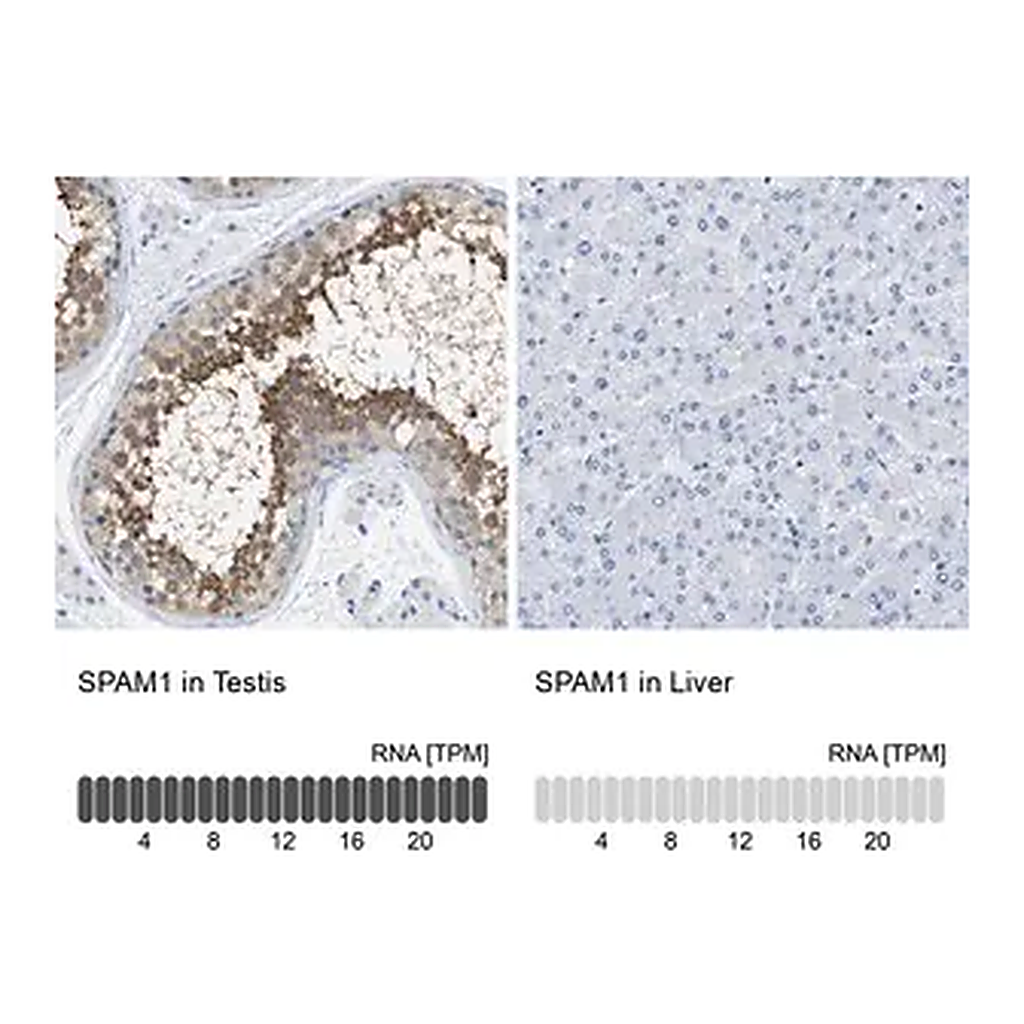 Merck Anti-SPAM1 antibody produced in rabbit
