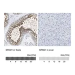 Merck Anti-SPAM1 antibody produced in rabbit