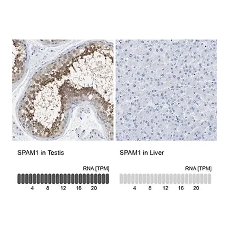 Merck Anti-SPAM1 antibody produced in rabbit