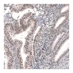 Merck Anti-RBM7 antibody produced in rabbit