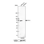 Merck Anti-INTS11 antibody produced in rabbit