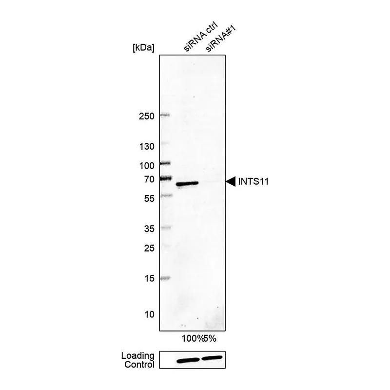 Merck Anti-INTS11 antibody produced in rabbit