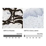Merck Anti-GDF15 antibody produced in rabbit