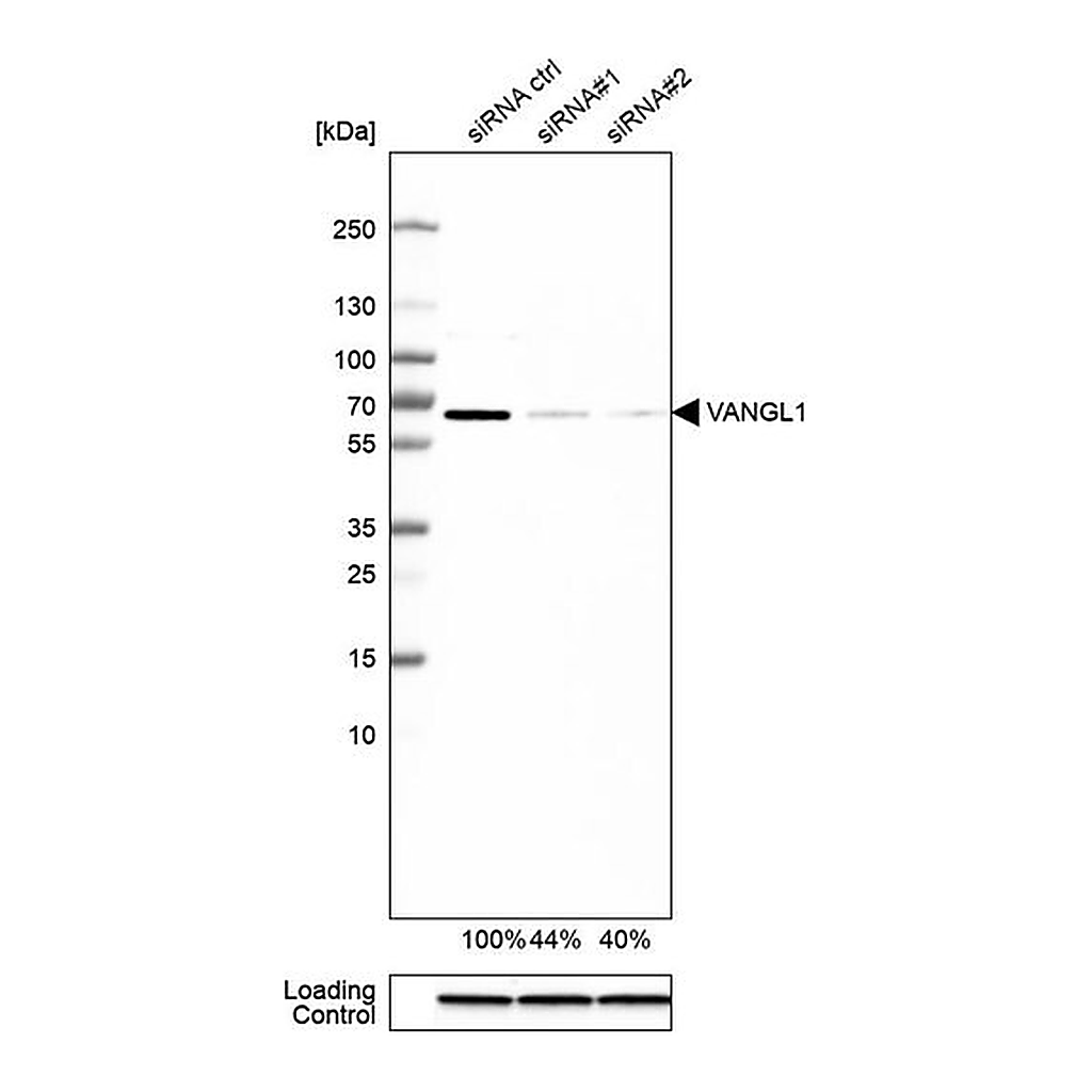 Merck Anti-VANGL1 antibody produced in rabbit