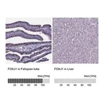 Merck Anti-FOXJ1 antibody produced in rabbit