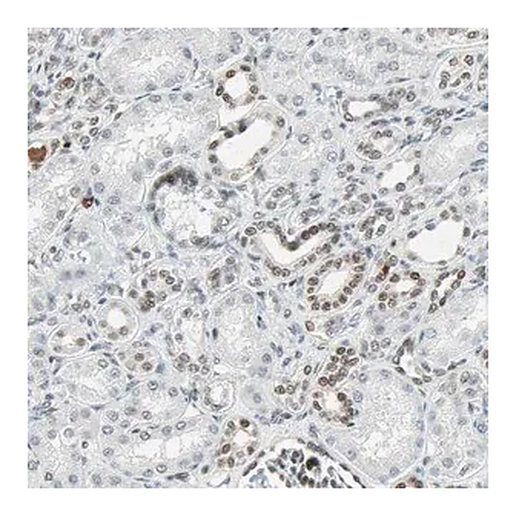Merck Anti-GATA2 antibody produced in rabbit