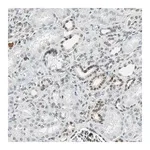 Merck Anti-GATA2 antibody produced in rabbit