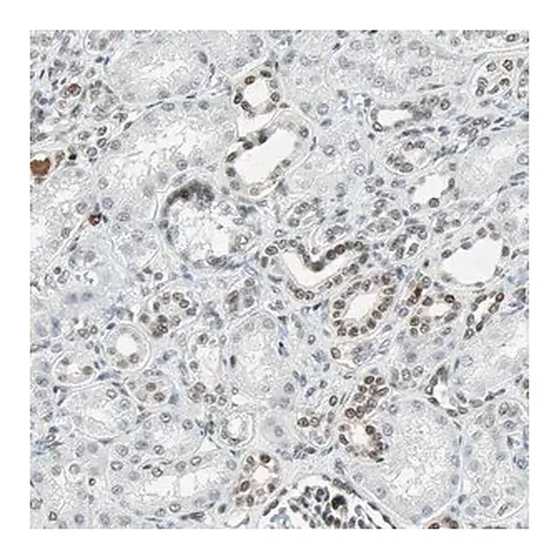 Merck Anti-GATA2 antibody produced in rabbit