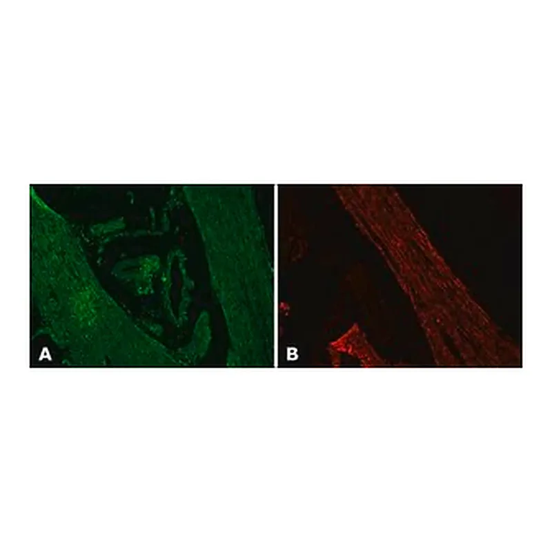 Merck Anti-Desmin antibody produced in rabbit