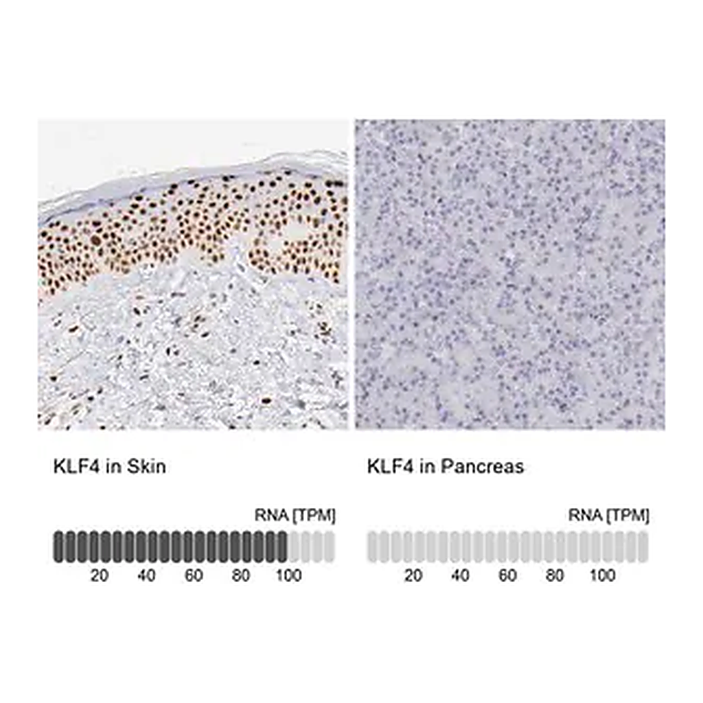 Merck Anti-KLF4 antibody produced in rabbit