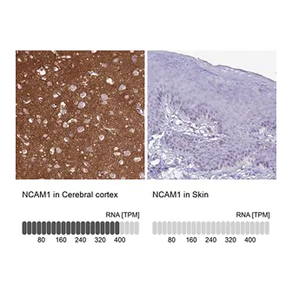 Merck Anti-NCAM1 antibody produced in rabbit