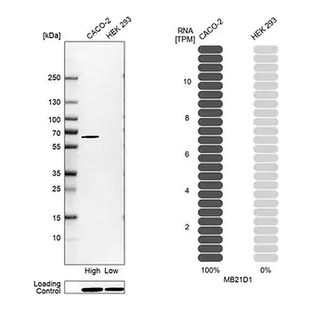 Merck Anti-MB21D1 antibody produced in rabbit
