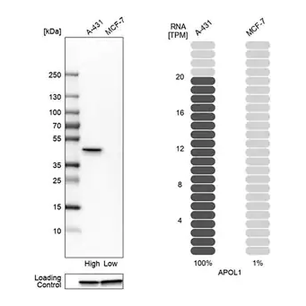 Merck Anti-APOL1 antibody produced in rabbit