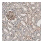 Merck Anti-THSD7A antibody produced in rabbit