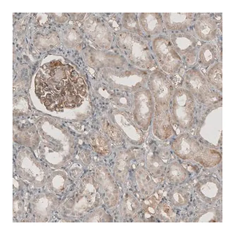 Merck Anti-THSD7A antibody produced in rabbit