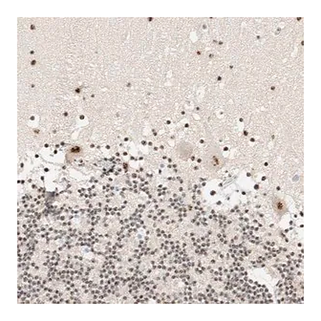 Merck Anti-SON antibody produced in rabbit