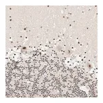 Merck Anti-SON antibody produced in rabbit
