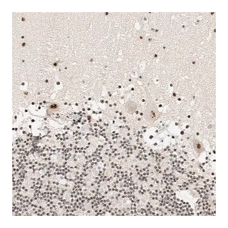 Merck Anti-SON antibody produced in rabbit