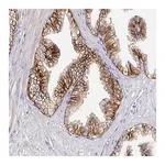 Merck Anti-CD47 antibody produced in rabbit