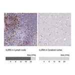Merck Anti-IL2RA antibody produced in rabbit