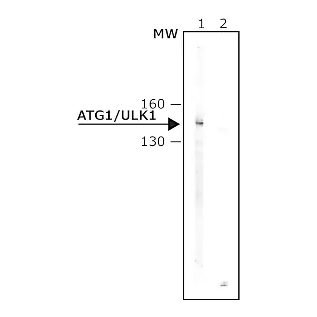 Merck Anti-Atg1/ULK1 antibody produced in rabbit