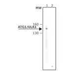 Merck Anti-Atg1/ULK1 antibody produced in rabbit