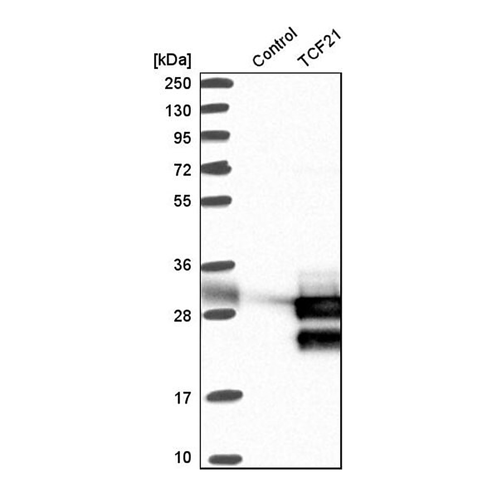 Merck Anti-TCF21 antibody produced in rabbit