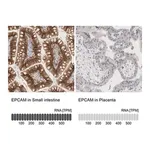 Merck Anti-EPCAM antibody produced in rabbit