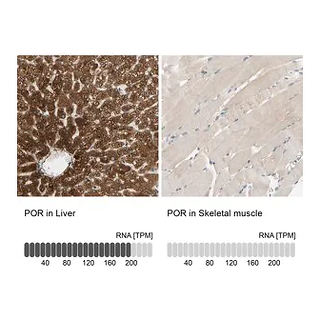 Merck Anti-POR antibody produced in rabbit