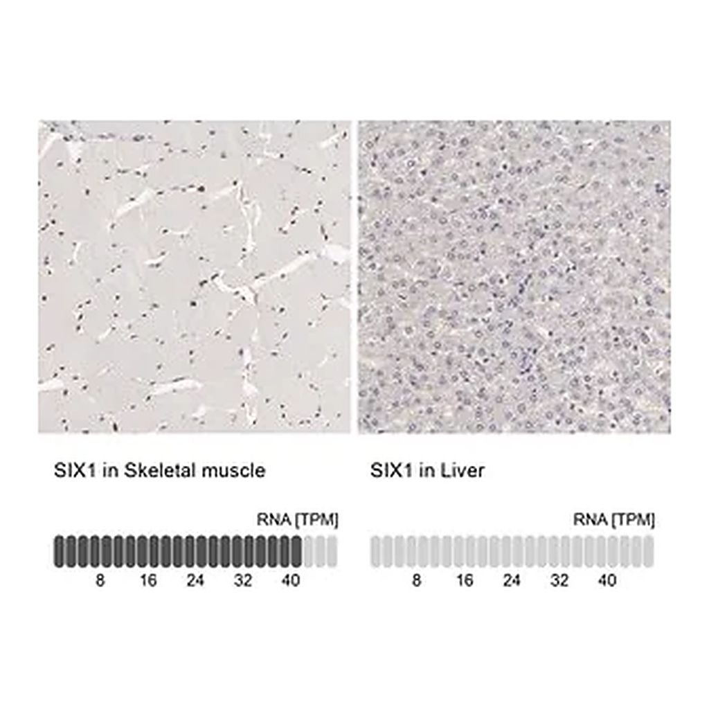 Merck Anti-SIX1 antibody produced in rabbit