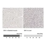 Merck Anti-SIX1 antibody produced in rabbit