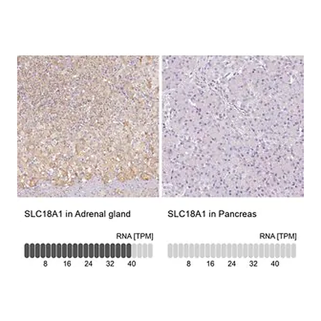 Merck Anti-SLC18A1 antibody produced in rabbit
