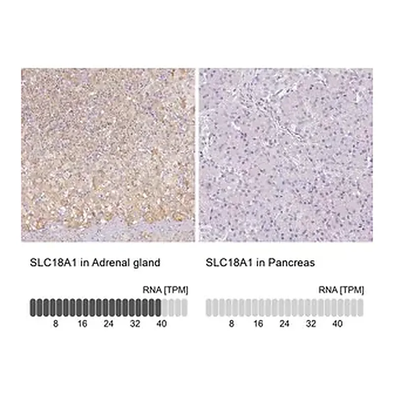 Merck Anti-SLC18A1 antibody produced in rabbit