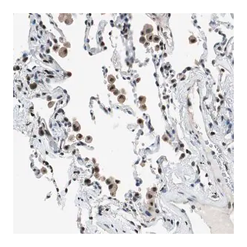Merck Anti-MAFB antibody produced in rabbit