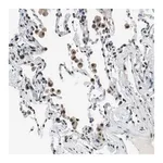 Merck Anti-MAFB antibody produced in rabbit