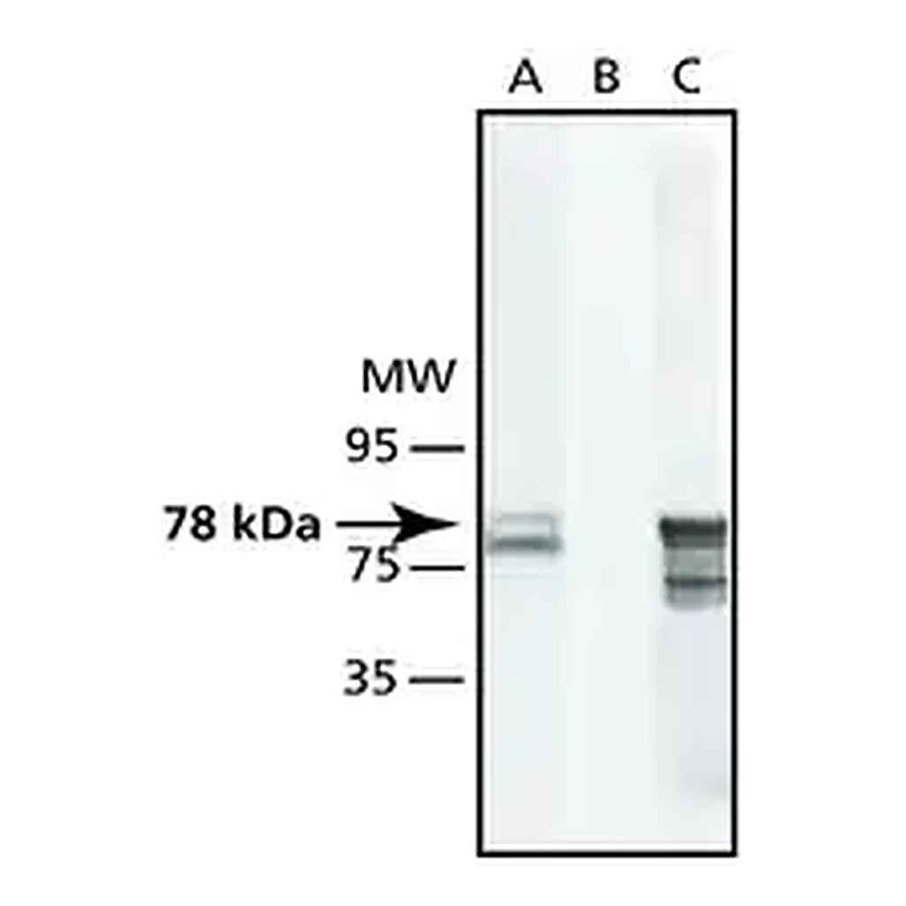 Merck Anti-GRP78/BiP (ET-21) antibody produced in rabbit
