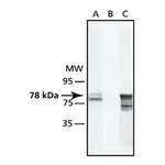 Merck Anti-GRP78/BiP (ET-21) antibody produced in rabbit