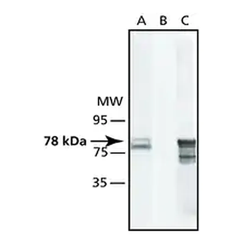 Merck Anti-GRP78/BiP (ET-21) antibody produced in rabbit
