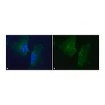 Merck Anti-Dopamine Transporter (N-terminal) antibody produced in rabbit