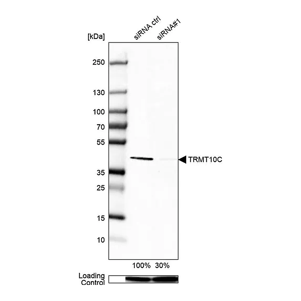 Merck Anti-TRMT10C antibody produced in rabbit