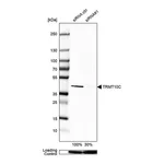 Merck Anti-TRMT10C antibody produced in rabbit