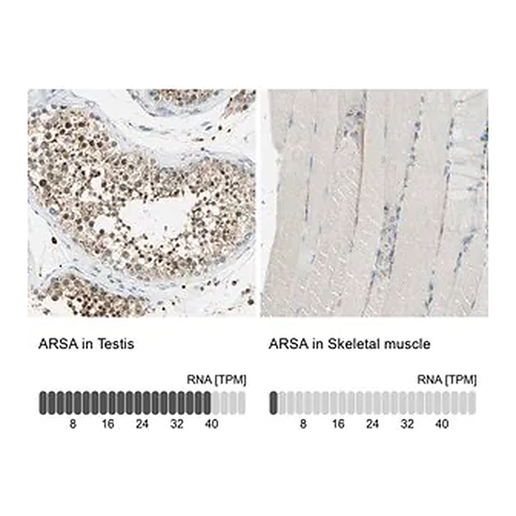 Merck Anti-ARSA antibody produced in rabbit