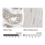 Merck Anti-ARSA antibody produced in rabbit