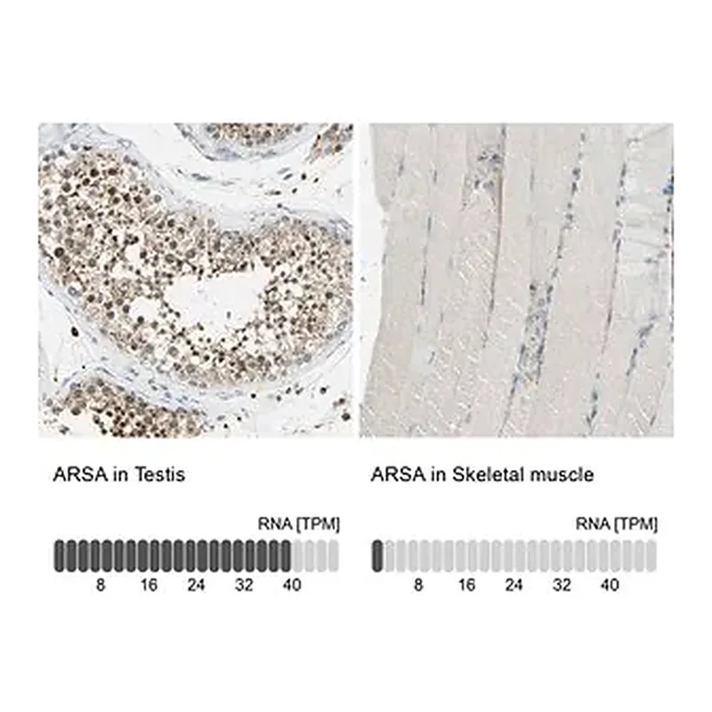 Merck Anti-ARSA antibody produced in rabbit