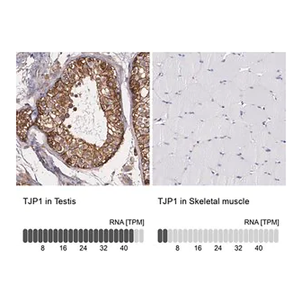 Merck Anti-TJP1 antibody produced in rabbit
