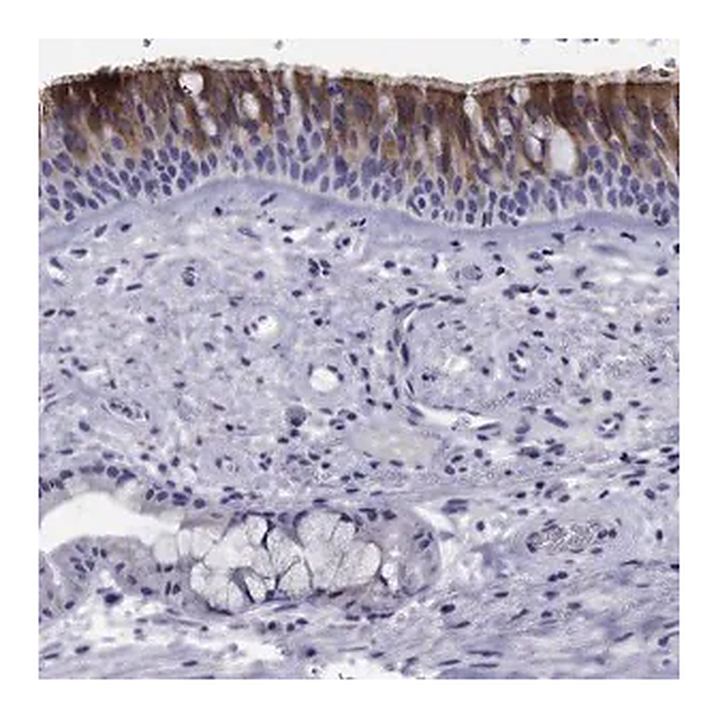 Merck Anti-CDHR3 antibody produced in rabbit