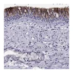 Merck Anti-CDHR3 antibody produced in rabbit