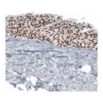 Merck Anti-GRHL2 antibody produced in rabbit
