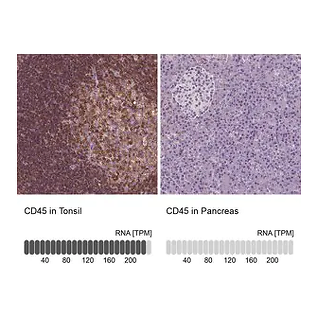 Merck Anti-CD45 antibody produced in rabbit